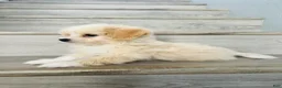 Maltipom dogs for sale: Maltipom 1 - Ad 3