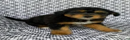 Mini Aussiedoodle dogs for sale: Tabby - Ad 4
