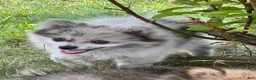 Pomeranian dogs for sale: Bluey - Ad 18