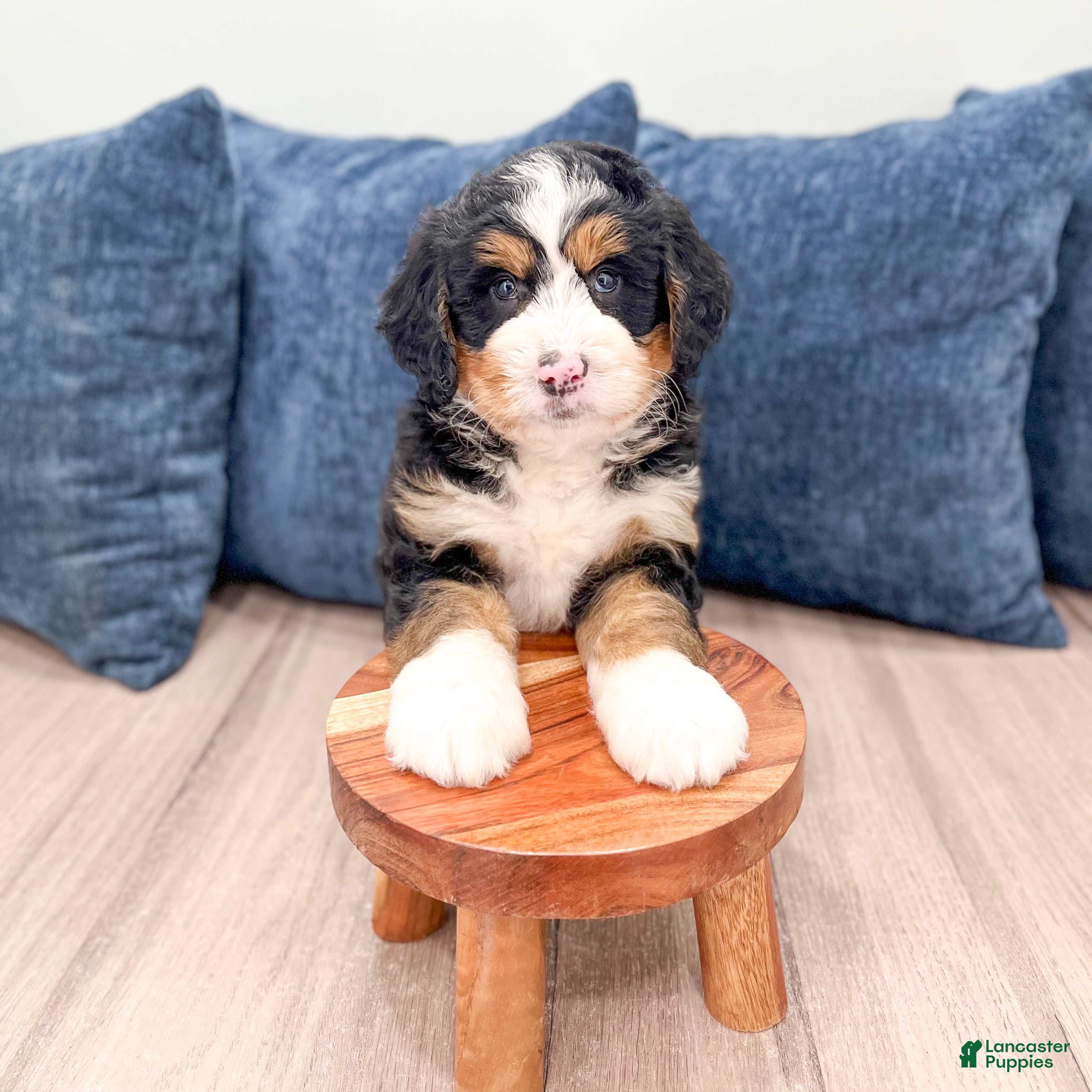 Mini Bernedoodle dogs for sale: Archie - Ad 3
