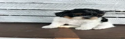 Shihpoo dogs for sale: Maggie - Ad 4