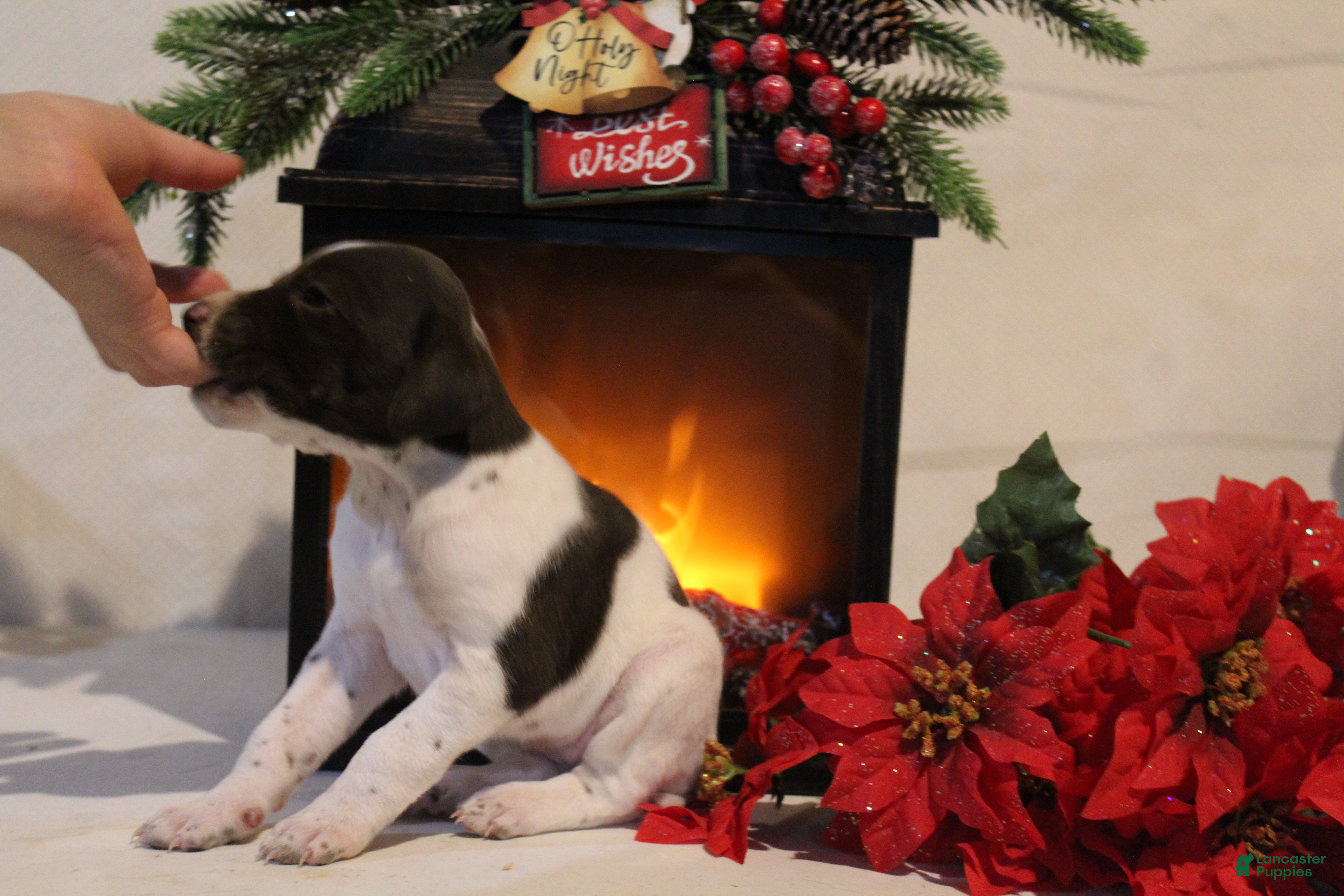 German Shorthaired Pointer dogs Reba - Ad 5