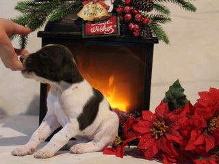 German Shorthaired Pointer dogs Reba - Ad 9