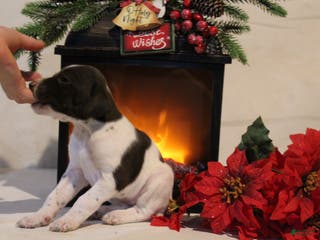 German Shorthaired Pointer dogs Reba - Ad 33