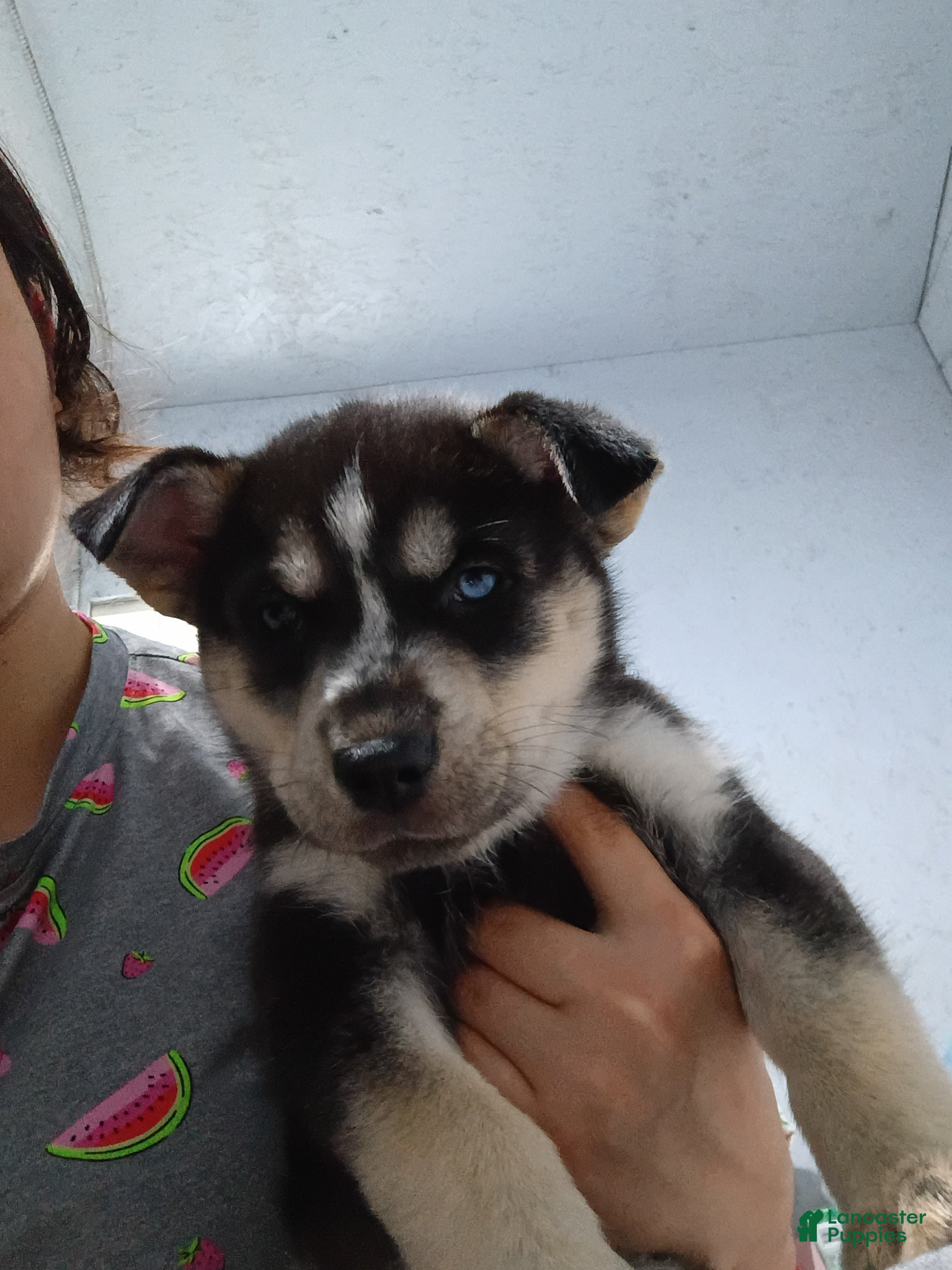 Siberian Husky dogs for sale: Yellow Collar 1st Born - Temp Name is Sunny - Ad 2