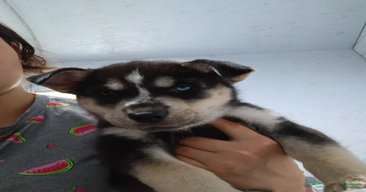 Siberian Husky Puppies for sale in Orlando, Florida | Lancaster