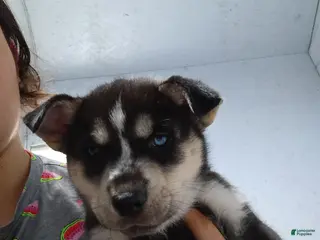 Siberian Husky dogs Yellow Collar 1st Born - Temp Name is Sunny - Ad 32