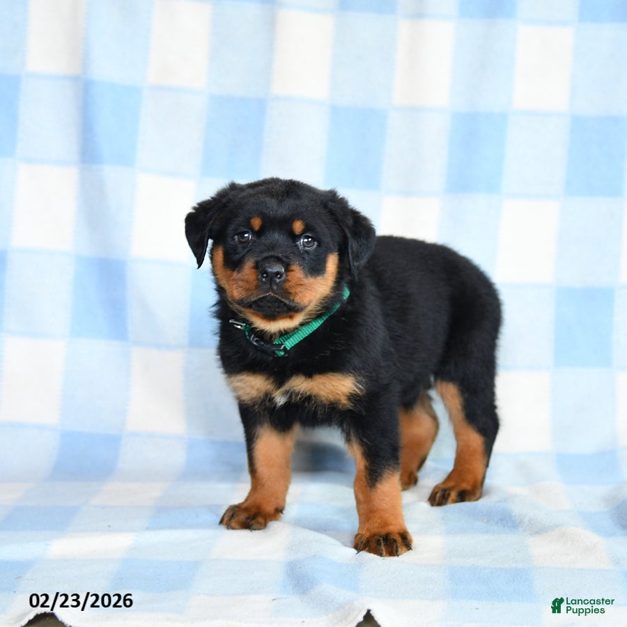 Rottweiler dogs Wrangler - Ad 1