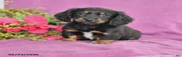 Dachshund dogs for sale: Chris - Ad 1