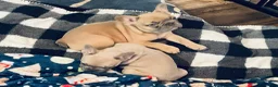 French Bulldog dogs for sale: French Bulldog Puppy 1 - Ad 6