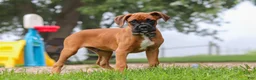 Boxer dogs for sale: Russell - Ad 5