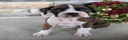Boxer dogs for sale: Daphne - Ad 5
