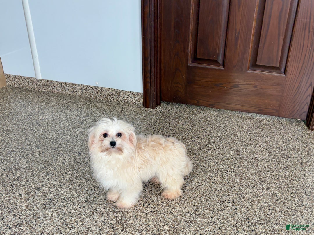 Mixed Breed dogs for sale: Karen havamalt  - Ad 6