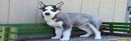 Siberian Husky dogs for sale: Huntrix - Ad 2