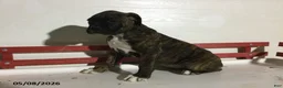 Boxer dogs for sale: Renae - Ad 4