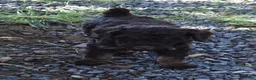 Standard Poodle dogs for sale: Standard Poodle 4 Brown Phantom - Ad 7