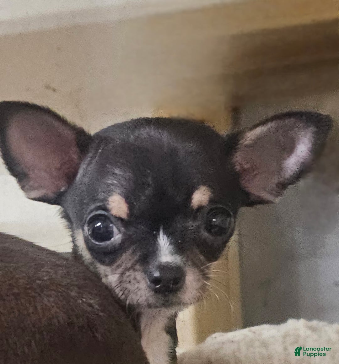 Chihuahua dogs for sale: Biff - Ad 6