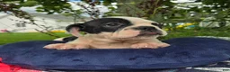 Olde English Bulldogge dogs for sale: Bonnie - Ad 3