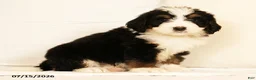 Bernedoodle dogs for sale: Sam - Ad 4