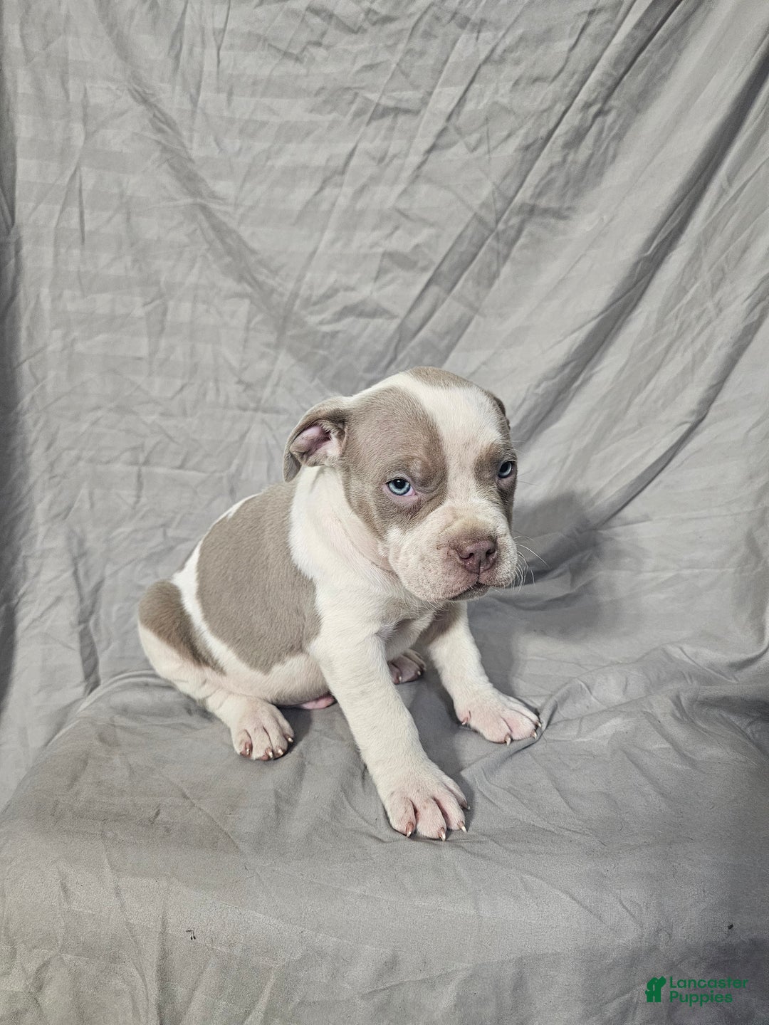 American Bully dogs for sale: Bruiser - Lilac Pied - Ad 16