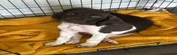 German Shorthaired Pointer dogs for sale: Noble - Ad 4