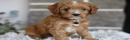 Cavapoo dogs for sale: Sammy - Ad 11