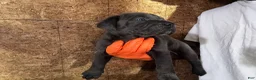 Cane Corso dogs for sale: Cane Corso 1 - Ad 1