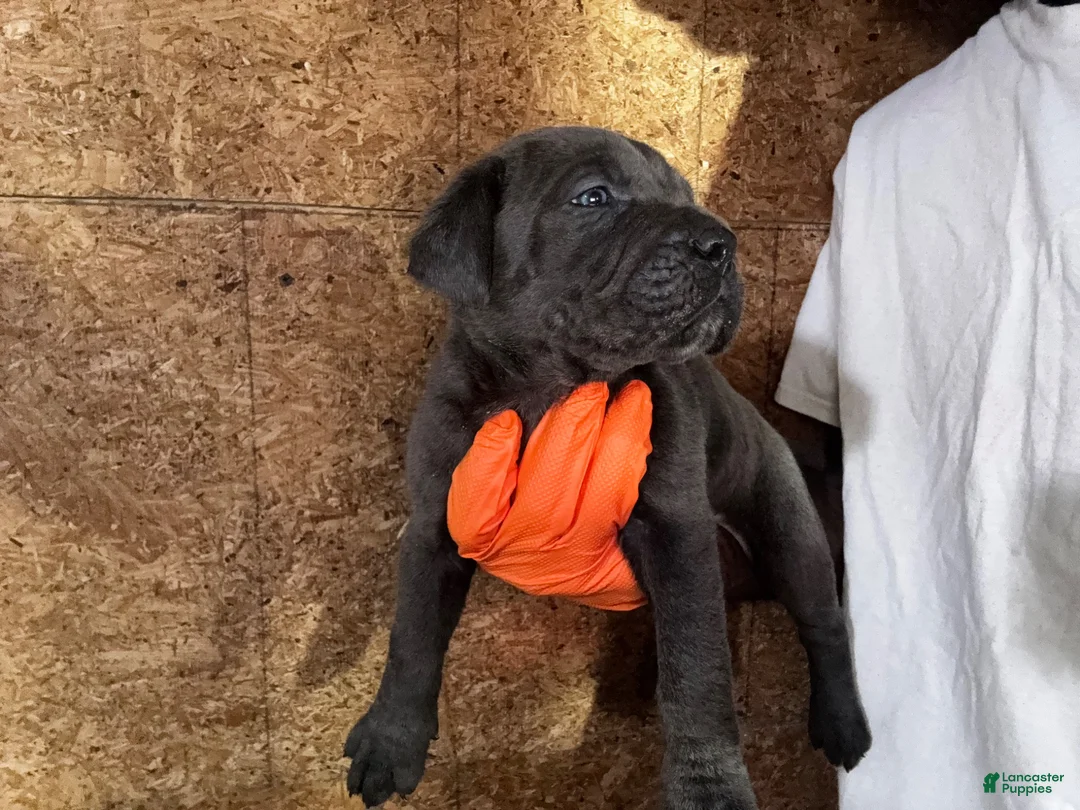 Cane Corso dogs for sale: Cane Corso 1 - Ad 1