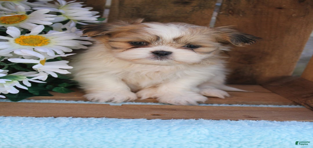 Gallery Image {{count}}