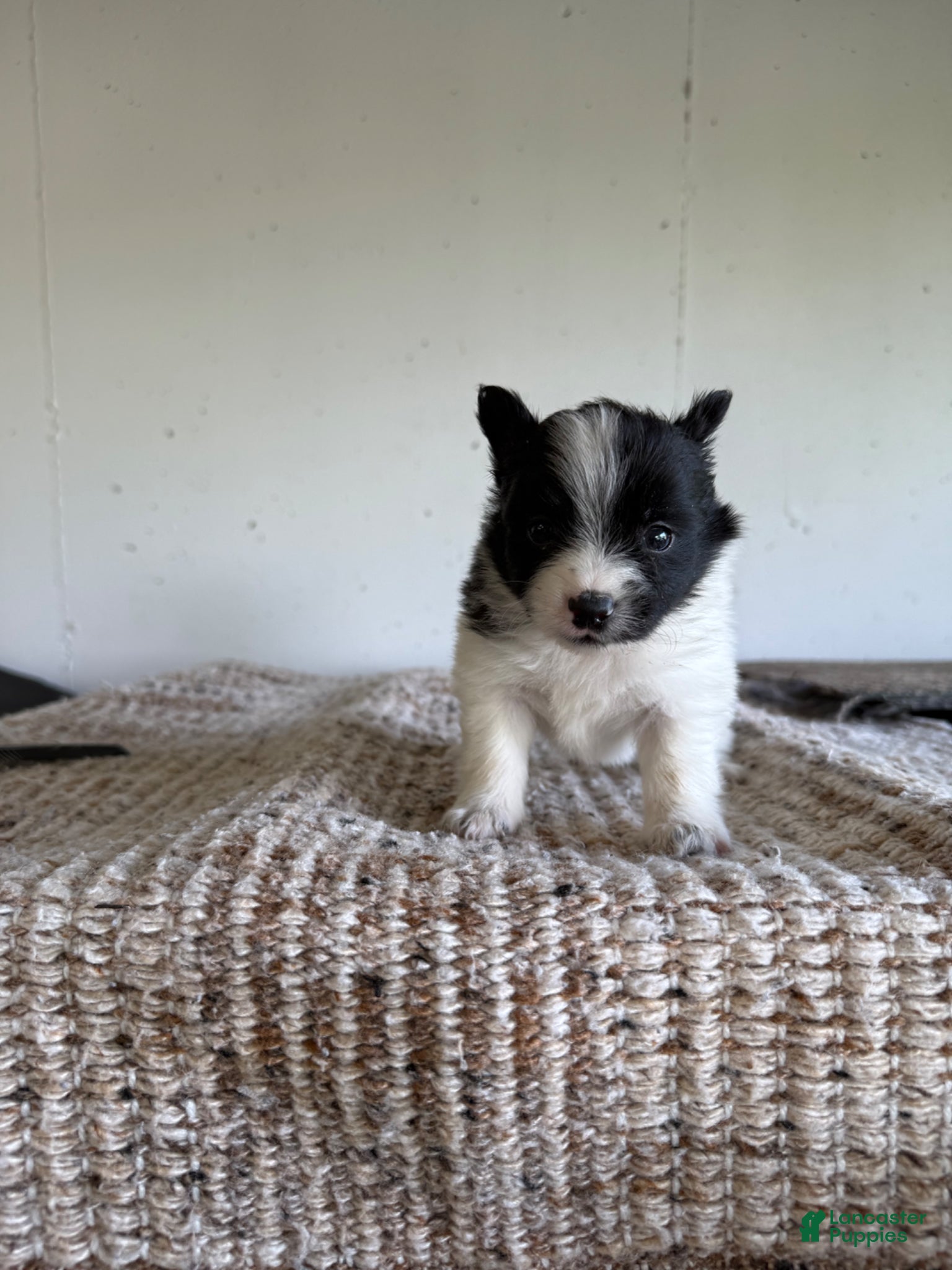 Pomeranian dogs Benjamin  - Ad 30