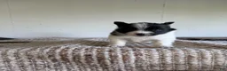 Pomeranian dogs for sale: Benjamin  - Ad 1