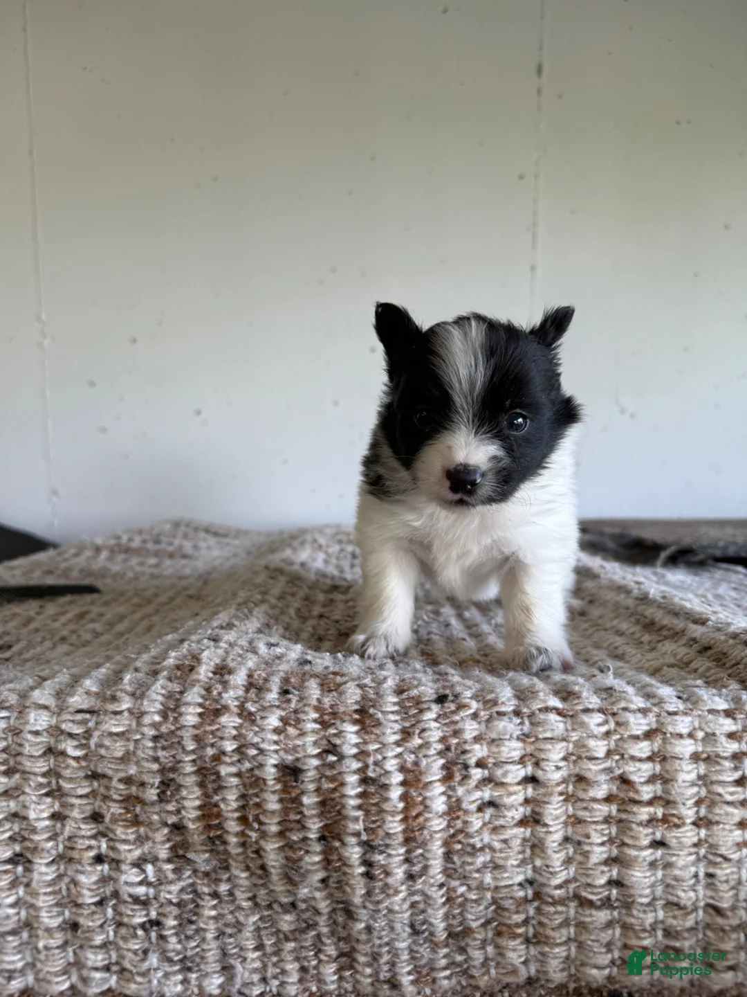 Pomeranian dogs for sale: Benjamin  - Ad 1