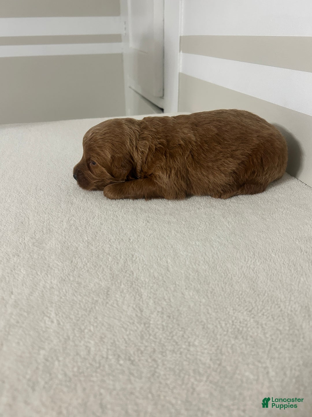 Mini Goldendoodle dogs for sale: Ceasar - Ad 5
