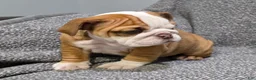 English Bulldog dogs for sale: Marion - Ad 2