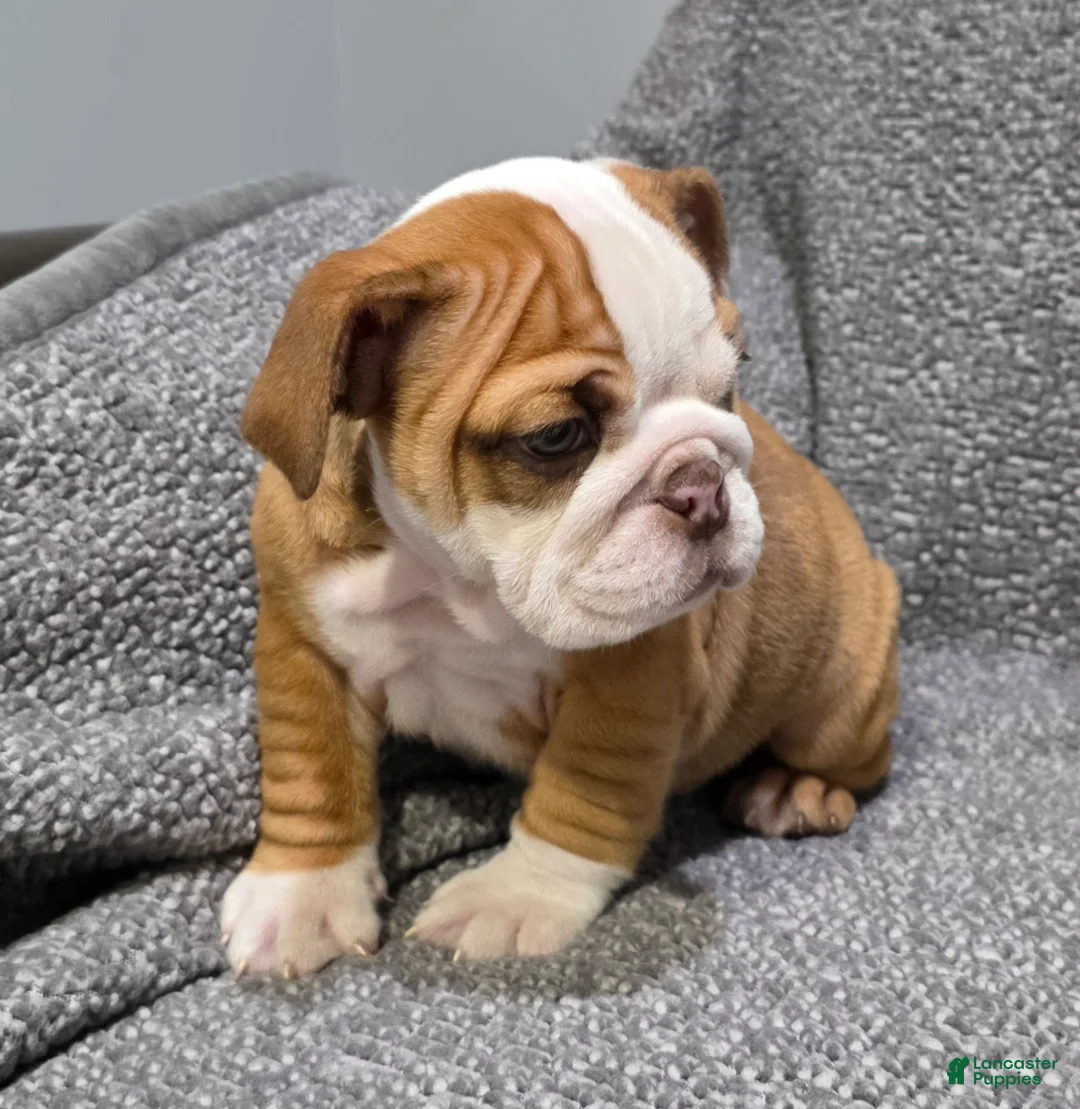 English Bulldog dogs for sale: Marion - Ad 2