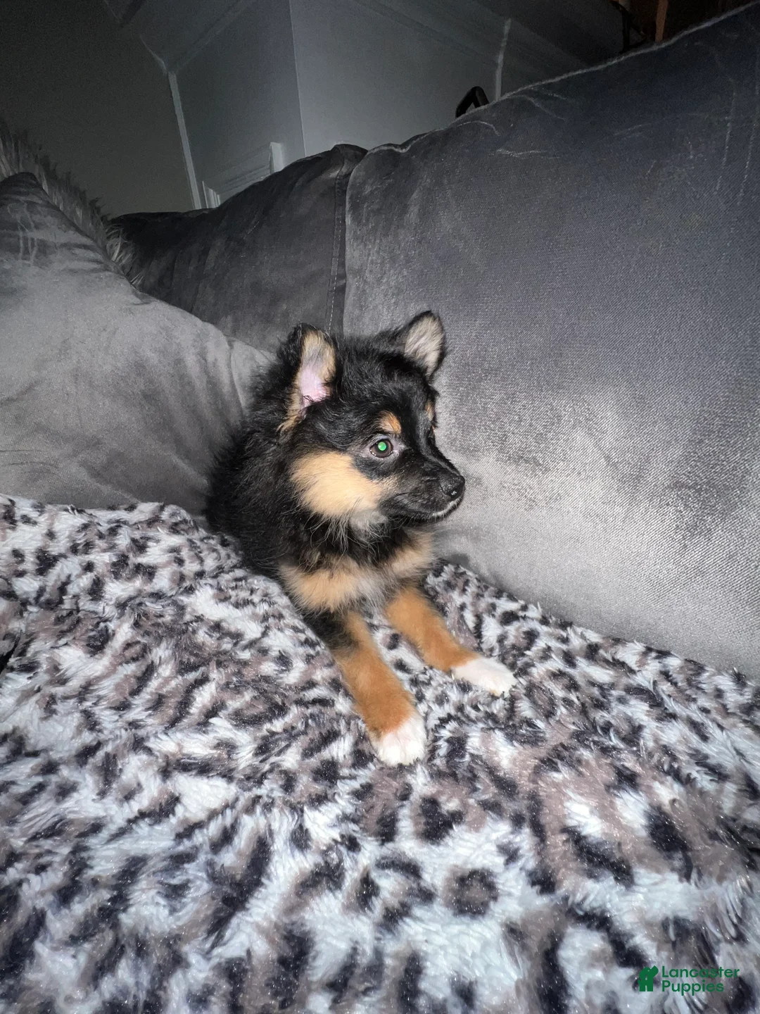 Pomeranian dogs for sale: Boots - Ad 1