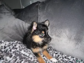 Pomeranian dogs Boots - Ad 30