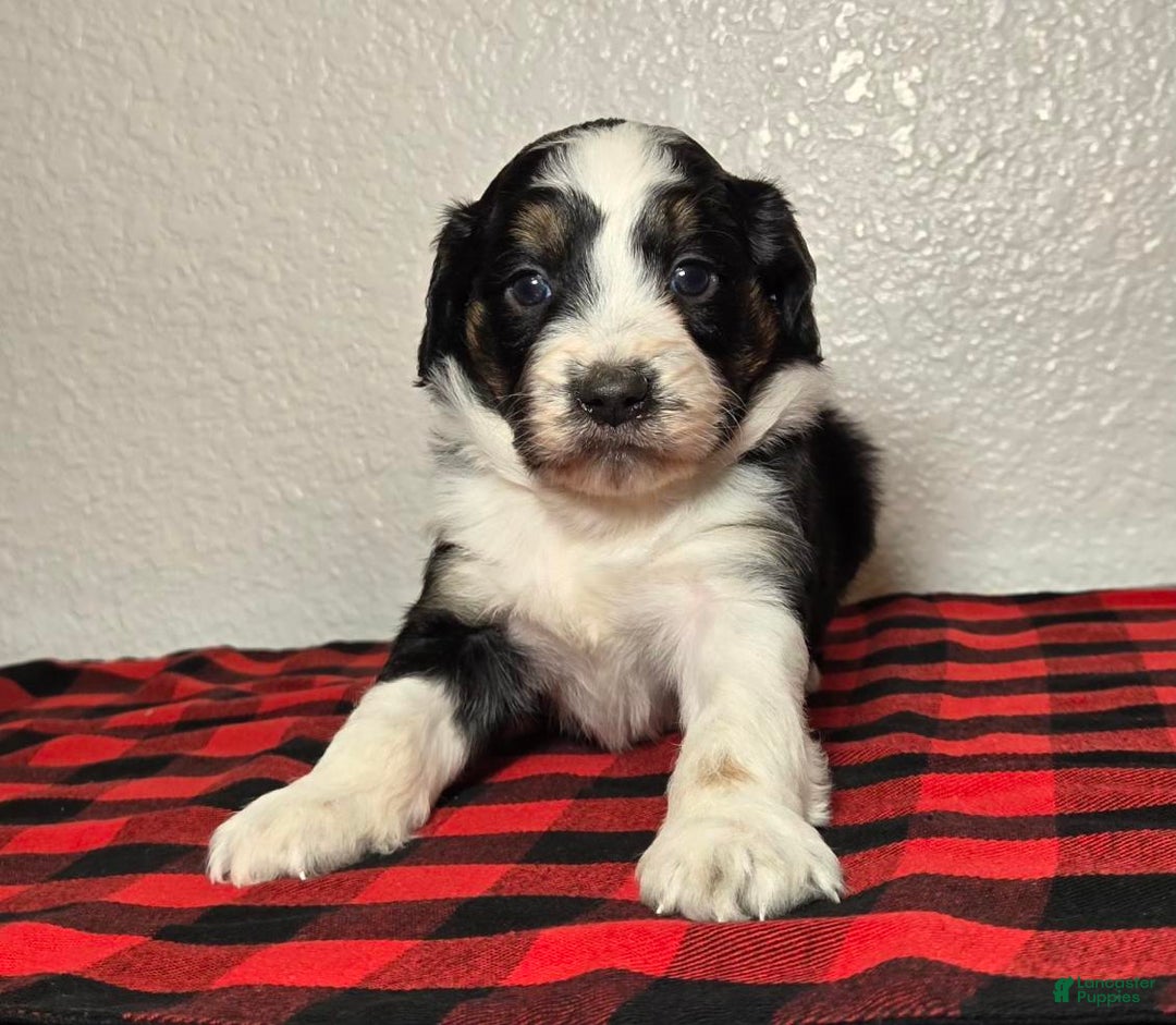 Mini Aussiedoodle dogs for sale: Ollie – Male (Tri-Color) - Ad 6