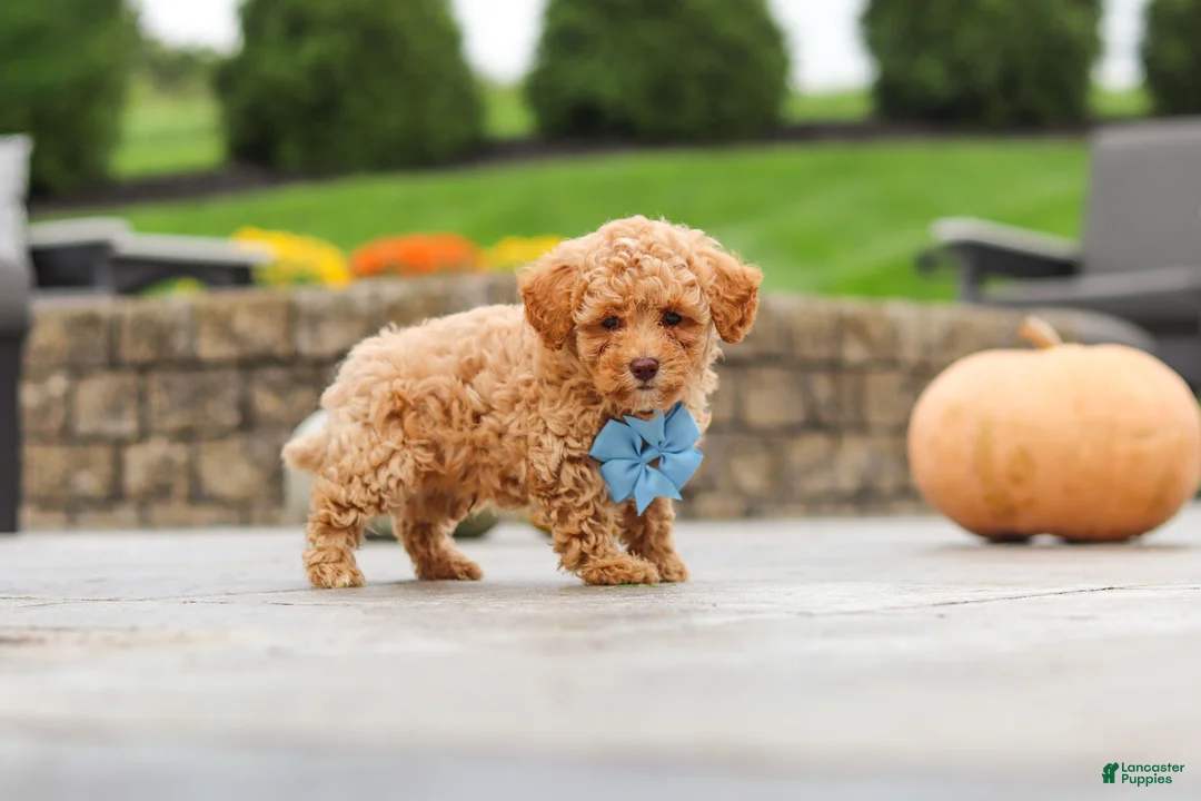 Cavapoo dogs for sale: Cosby - Ad 1