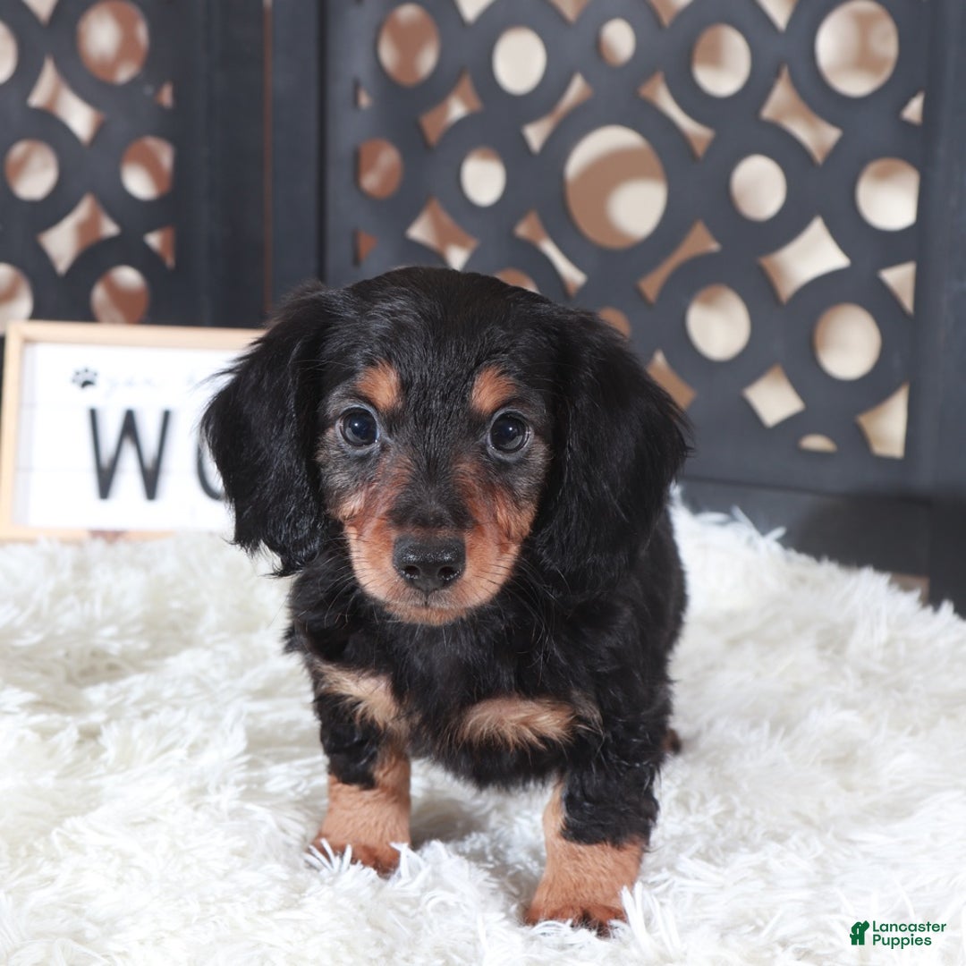 Miniature Dachshund dogs for sale: Miniature Dachshund Puppy Turk - Ad 2