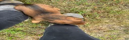 Miniature Dachshund dogs for sale: Dahmer - Ad 4