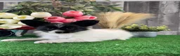 Papillon dogs for sale: Racer - Ad 1