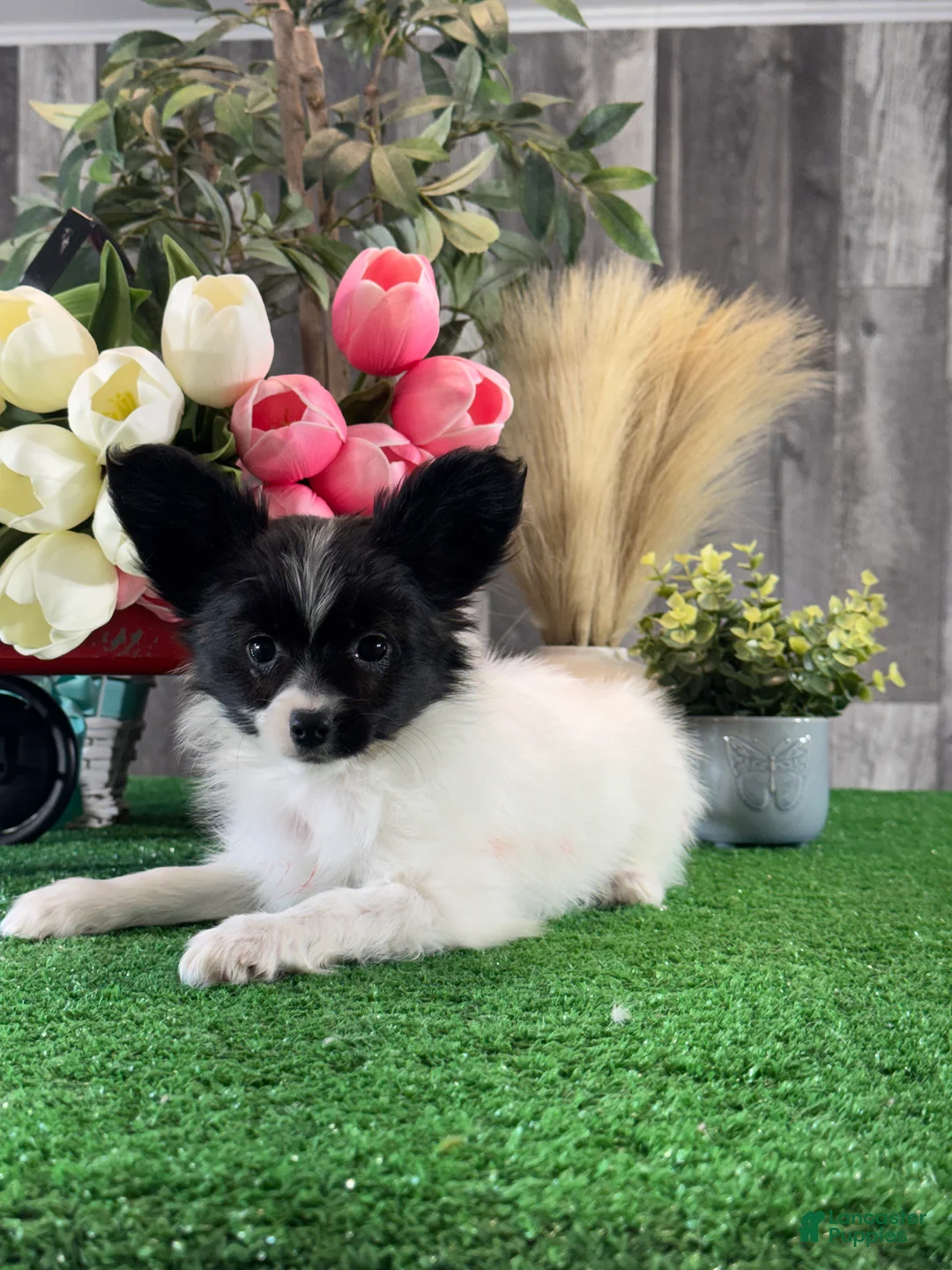 Papillon dogs for sale: Racer - Ad 1