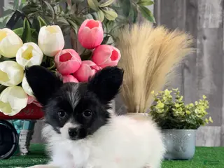 Papillon dogs Racer - Ad 7