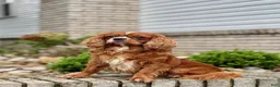 Cavapoo dogs for sale: Tanto - Ad 11