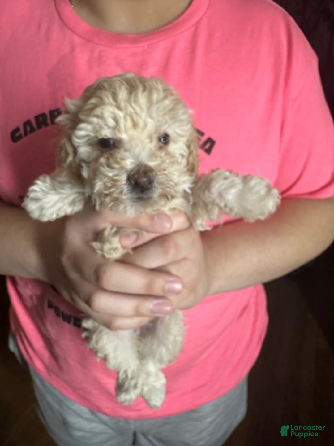 Toy Poodle dogs for sale: Vegeta - Ad 1