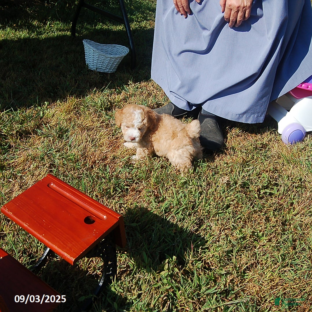 Toy Poodle dogs for sale: Blaze - Ad 3