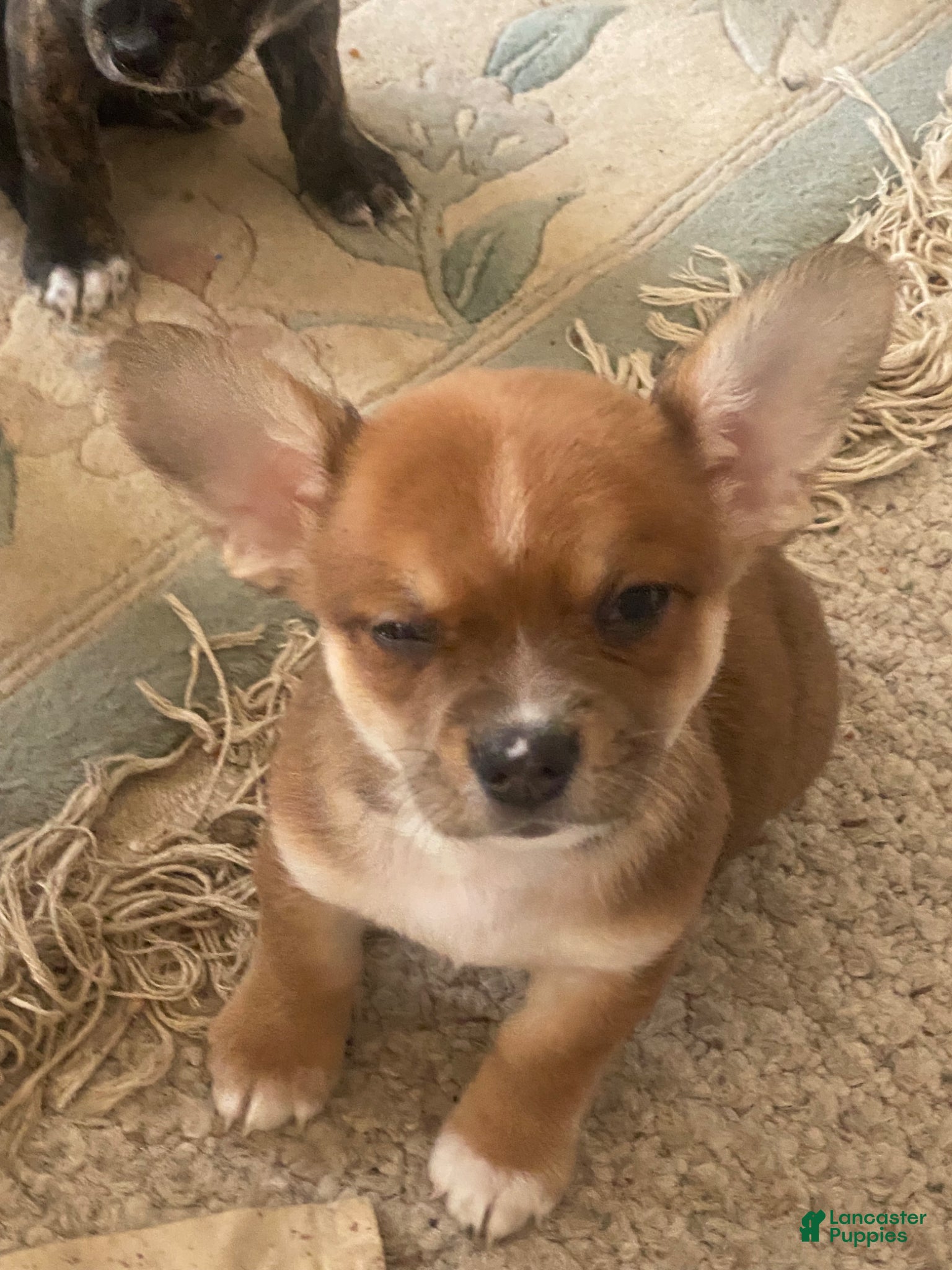 Mixed Breed dogs long hair chi boy  - Ad 37