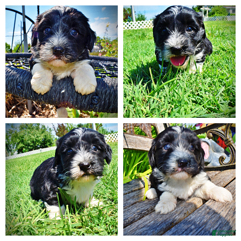 Havapoo dogs Havapoo Puppy 3 - Ad 1