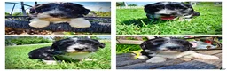 Havapoo dogs for sale: Havapoo Puppy 3 - Ad 1